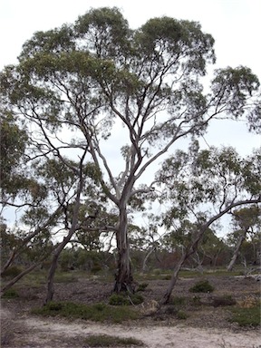 APII jpeg image of Eucalyptus leucoxylon  © contact APII