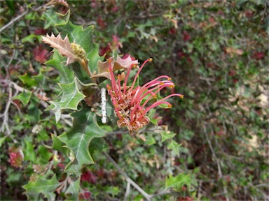 APII jpeg image of Grevillea aquifolium  © contact APII