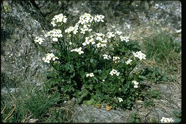 APII jpeg image of Cardamine lilacina  © contact APII