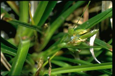 APII jpeg image of Carex breviculmis  © contact APII