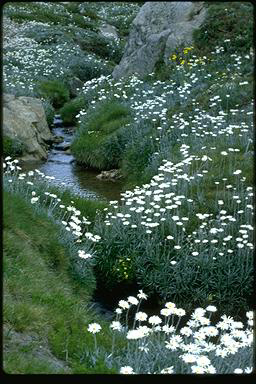 APII jpeg image of Celmisia longifolia  © contact APII