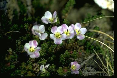 APII jpeg image of Veronica densifolia  © contact APII