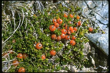 APII jpeg image of Coprosma pumila  © contact APII