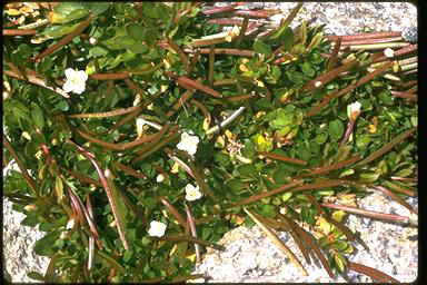 APII jpeg image of Epilobium tasmanicum  © contact APII
