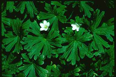 APII jpeg image of Geranium potentilloides  © contact APII
