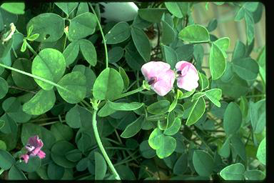 APII jpeg image of Glycine latrobeana  © contact APII