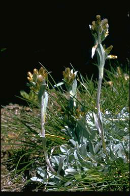 APII jpeg image of Argyrotegium fordianum  © contact APII