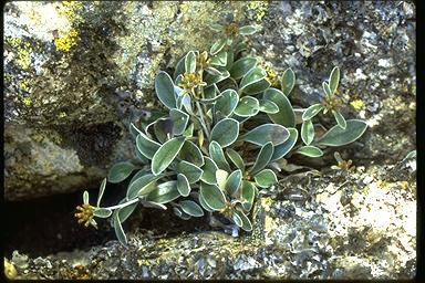 APII jpeg image of Gnaphalium umbricola  © contact APII