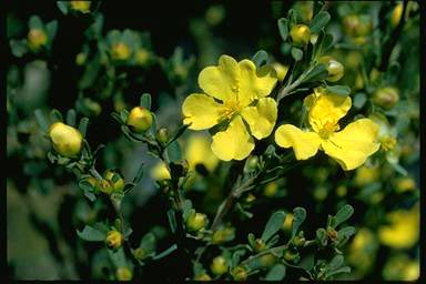 APII jpeg image of Hibbertia obtusifolia  © contact APII