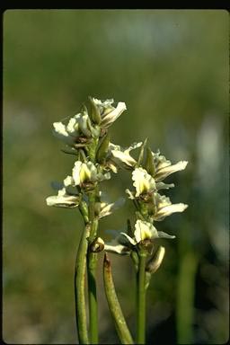 APII jpeg image of Prasophyllum suttonii  © contact APII