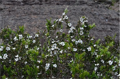 APII jpeg image of Leptospermum turbinatum  © contact APII