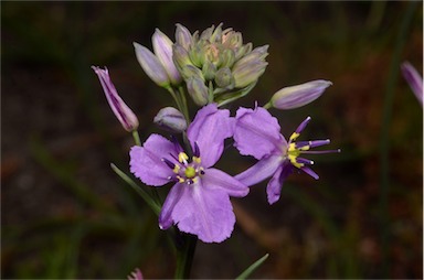 APII jpeg image of Arthropodium strictum  © contact APII