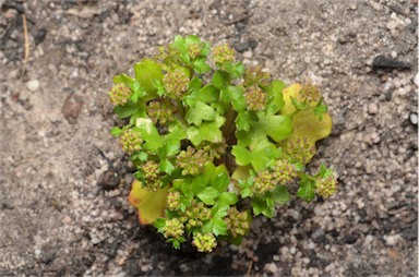 APII jpeg image of Hydrocotyle callicarpa  © contact APII