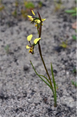 APII jpeg image of Diuris leopardina  © contact APII