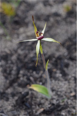 APII jpeg image of Caladenia reticulata  © contact APII