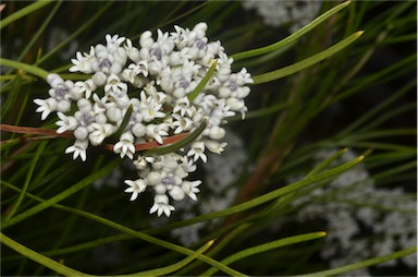 APII jpeg image of Conospermum mitchellii  © contact APII