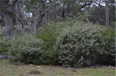 APII jpeg image of Thryptomene calycina  © contact APII