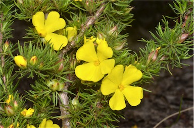 APII jpeg image of Hibbertia fasciculata  © contact APII