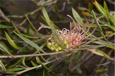 APII jpeg image of Grevillea  © contact APII