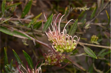 APII jpeg image of Grevillea  © contact APII