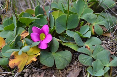 APII jpeg image of Oxalis purpurea  © contact APII