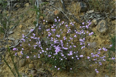 APII jpeg image of Tetratheca ciliata  © contact APII