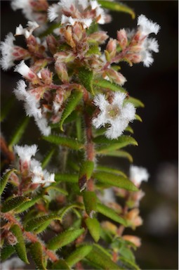 APII jpeg image of Leucopogon thymifolius  © contact APII