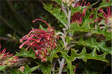 APII jpeg image of Grevillea aquifolium  © contact APII