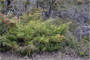 APII jpeg image of Grevillea aquifolium  © contact APII