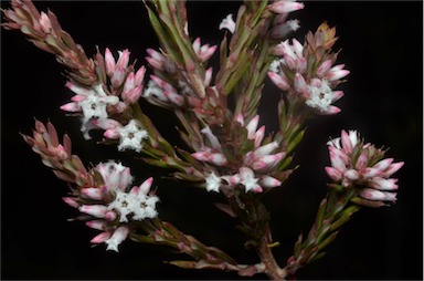 APII jpeg image of Leucopogon ericoides  © contact APII