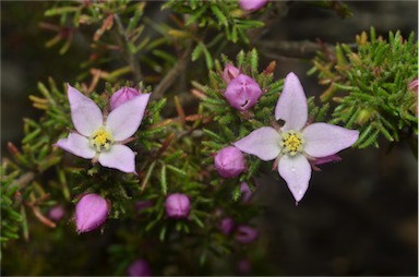 APII jpeg image of Boronia pilosa subsp. pilosa  © contact APII