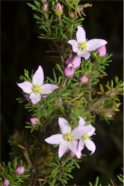 APII jpeg image of Boronia pilosa subsp. pilosa  © contact APII