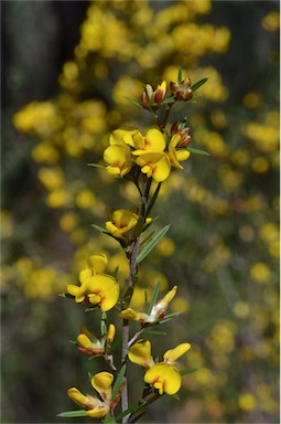 APII jpeg image of Pultenaea benthamii  © contact APII