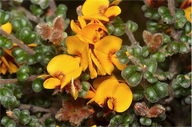 APII jpeg image of Pultenaea scabra  © contact APII