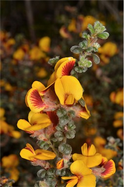 APII jpeg image of Pultenaea scabra  © contact APII