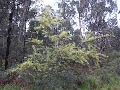 APII jpeg image of Acacia mucronata subsp. longifolia  © contact APII