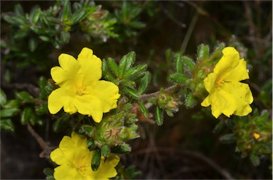 APII jpeg image of Hibbertia sericea var. sericea  © contact APII