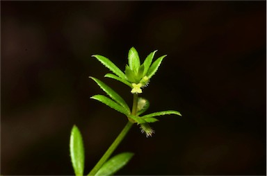 APII jpeg image of Galium murale  © contact APII