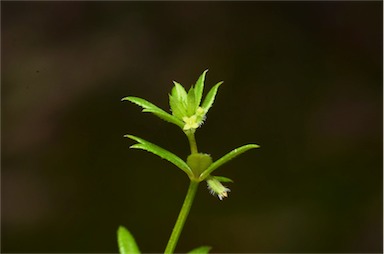 APII jpeg image of Galium murale  © contact APII