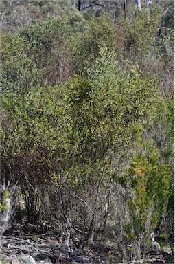 APII jpeg image of Acacia verniciflua  © contact APII