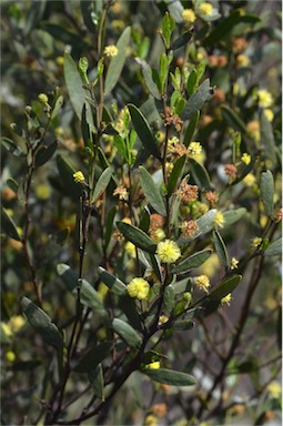 APII jpeg image of Acacia verniciflua  © contact APII