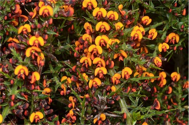 APII jpeg image of Daviesia ulicifolia subsp. ruscifolia  © contact APII
