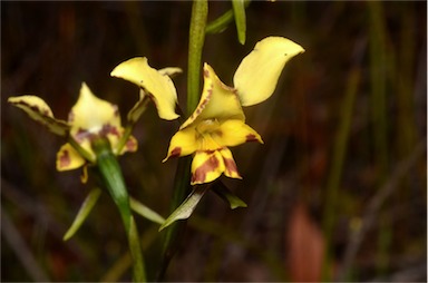 APII jpeg image of Diuris pardina  © contact APII