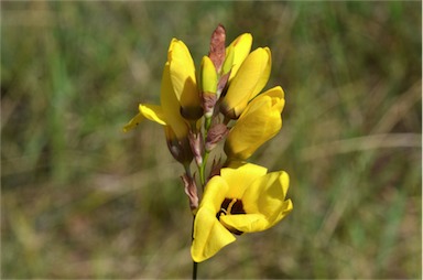 APII jpeg image of Ixia maculata  © contact APII