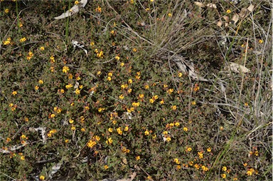 APII jpeg image of Dillwynia ramosissima  © contact APII