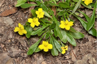 APII jpeg image of Goodenia blackiana  © contact APII