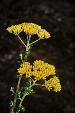 APII jpeg image of Ozothamnus obcordatus  © contact APII