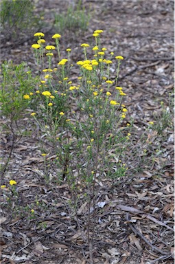 APII jpeg image of Ozothamnus obcordatus  © contact APII