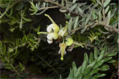 APII jpeg image of Grevillea alpina  © contact APII