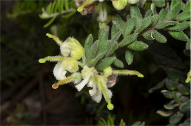 APII jpeg image of Grevillea alpina  © contact APII